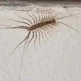 Myriapodes, à la découverte des mille-pattes