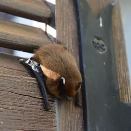 Mystérieuses Chauve-Souris