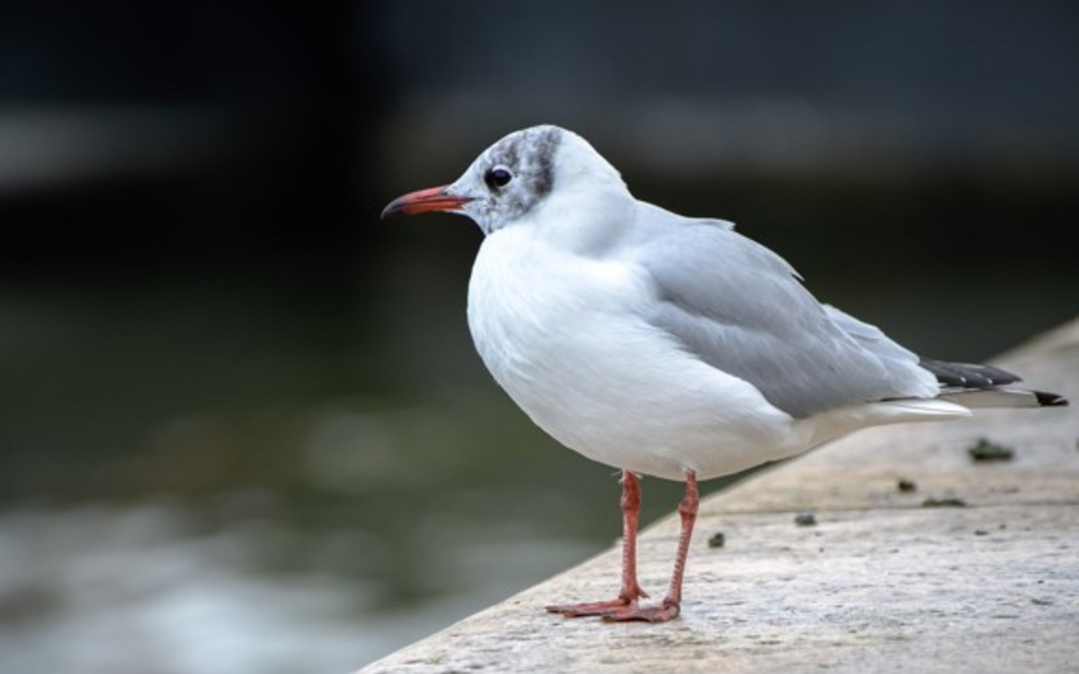 N'en perdez pas une Mouette !
