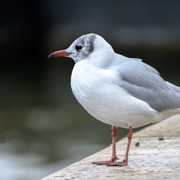 N'en perdez pas une Mouette !