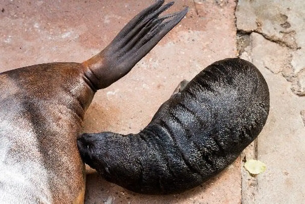 Naissance d'une otarie à crinière au Zoo de Mulhouse, une première en Europe en 2026