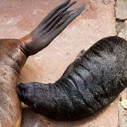Naissance d'une otarie à crinière au Zoo de Mulhouse, une première en Europe en 2026