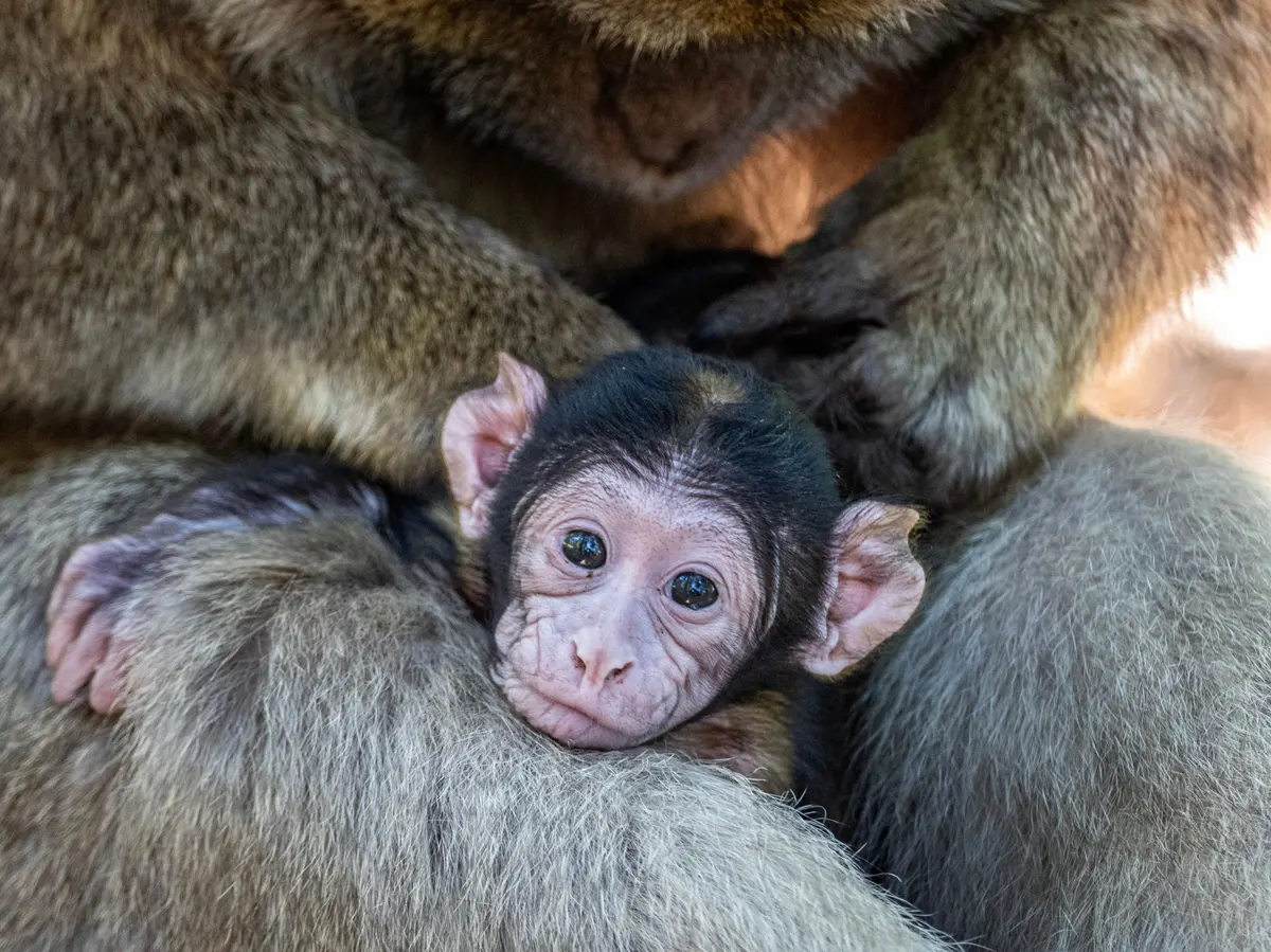 Naissances de macaques de Barbarie à la Montagne des Singes de Kintzheim