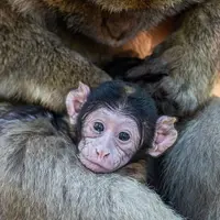 Naissances de macaques de Barbarie à la Montagne des Singes de Kintzheim DR