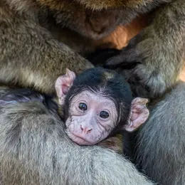 Naissances de macaques de Barbarie à la Montagne des Singes de Kintzheim
