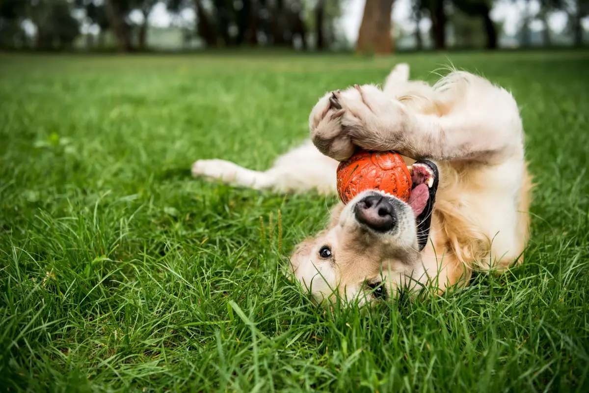 Nancy devient une ville « Toutourisme » : voici tout ce qui est désormais prévu pour accueillir les visiteurs avec leur chien