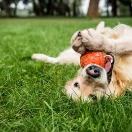 Nancy devient une ville « Toutourisme » : voici tout ce qui est désormais prévu pour accueillir les visiteurs avec leur chien