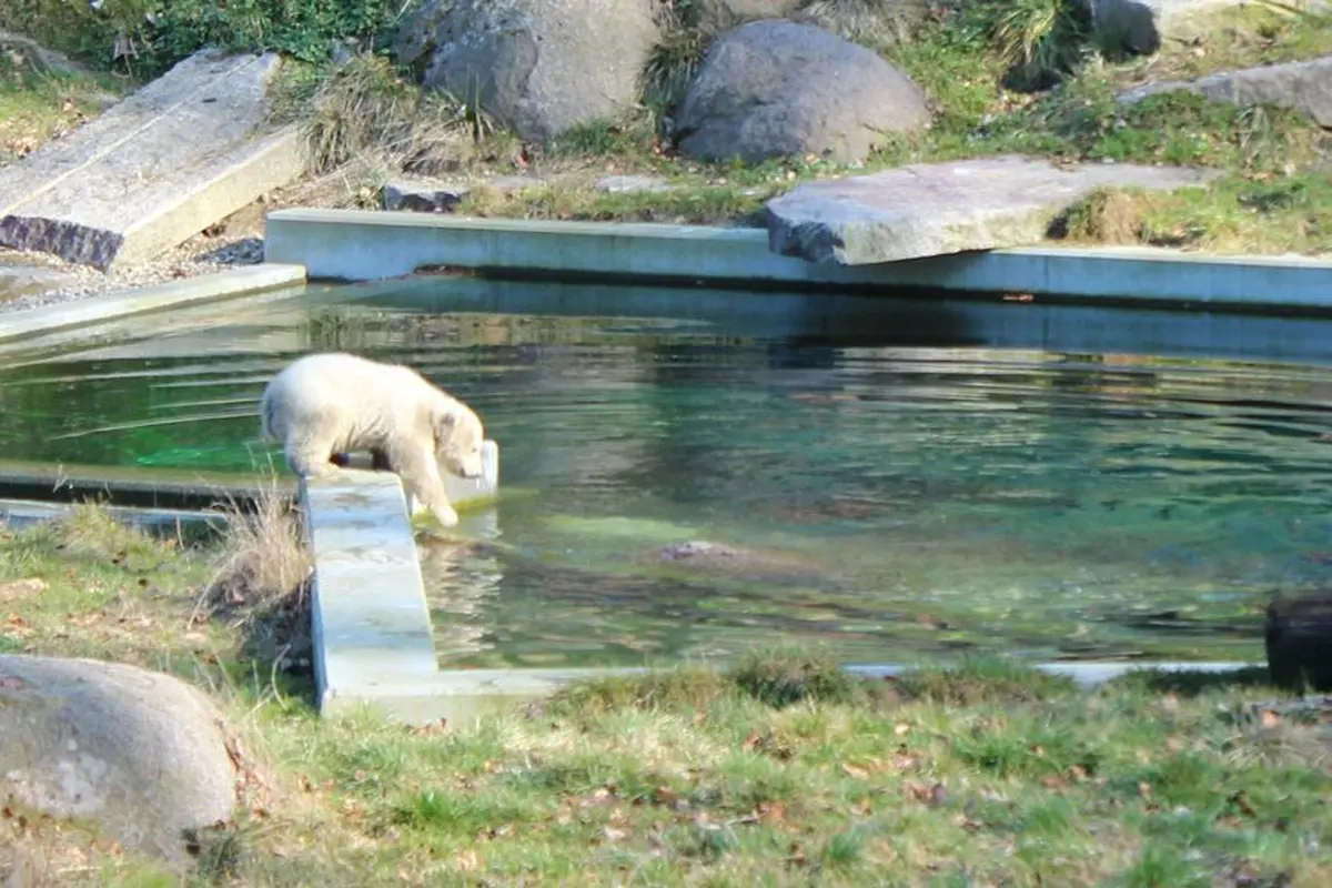 Le tout premier bain de l'oursonne.