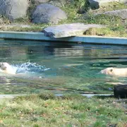 Nanuq, l'ourson du Zoo de Mulhouse