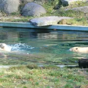 Nanuq, l\'ourson du Zoo de Mulhouse