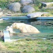 Nanuq, l'ourson du Zoo de Mulhouse