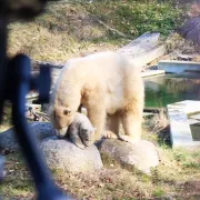 Nanuq, l\'ourson du Zoo de Mulhouse