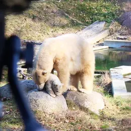 Nanuq, l'ourson du Zoo de Mulhouse