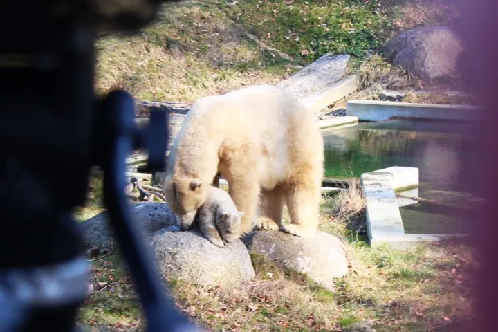 Les premiers pas de Nanuq dans l'enclos Grand Nord au zoo de Mulhouse.