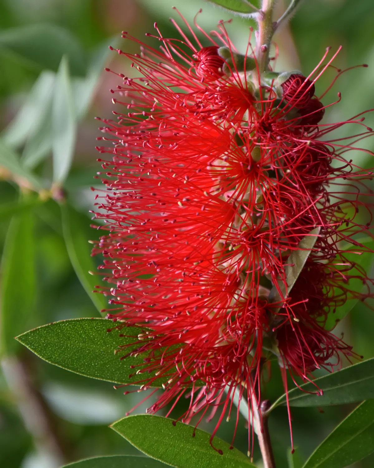 Natur' Elles Ou « Les Merveilles De Nature »