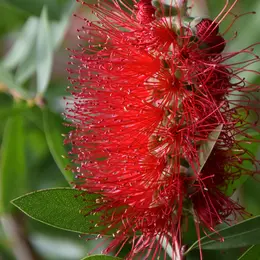 Natur' Elles Ou « Les Merveilles De Nature »