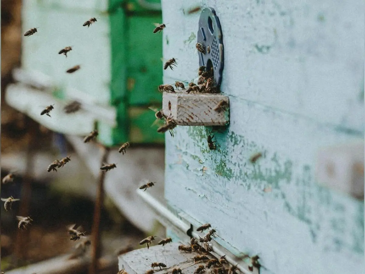 Nature en fête : découverte des ruches