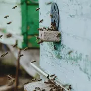 Nature en fête : découverte des ruches