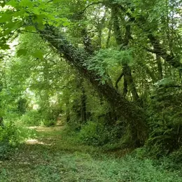 Nature et détente