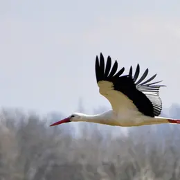 Nature, mystère & imaginaire : Les oiseaux d'automne
