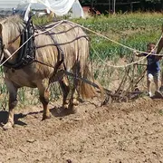 Naturellement visites : visites de la p'tite ferme de la cour
