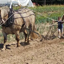 Naturellement visites : visites de la p'tite ferme de la cour