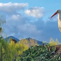 La Cigogne blanche d'Alsace vous attend au NaturOparC, un parc dédié à la biodiversité alsacienne DR