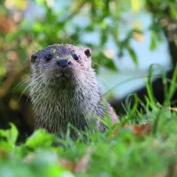 La loutre, la star du NaturOparC DR