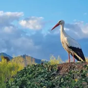 NaturOparC