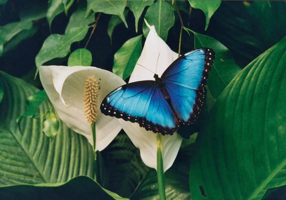 Naturospace-Honfleur droits réservés