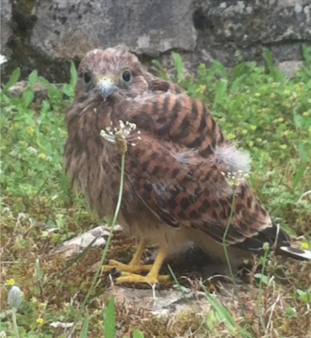 Nids de pâques au Château d’Assier