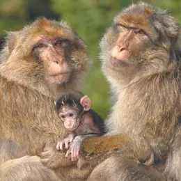 3 zoos et parcs animaliers en Alsace où vous pouvez observer des macaques en liberté et des rapaces frôlant votre tête