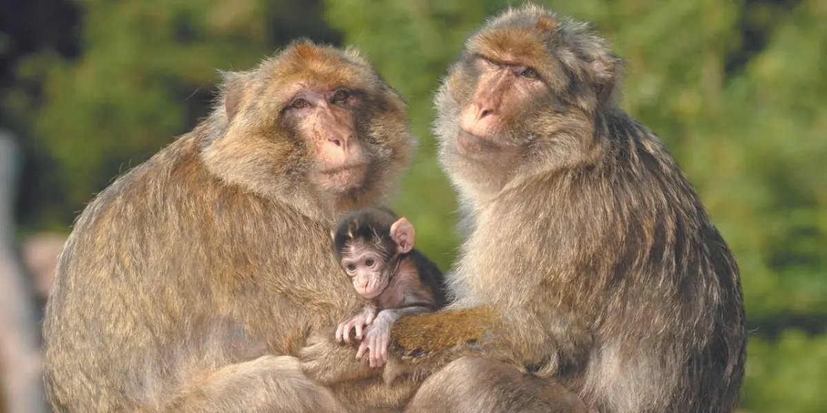 La Montagne des Singes