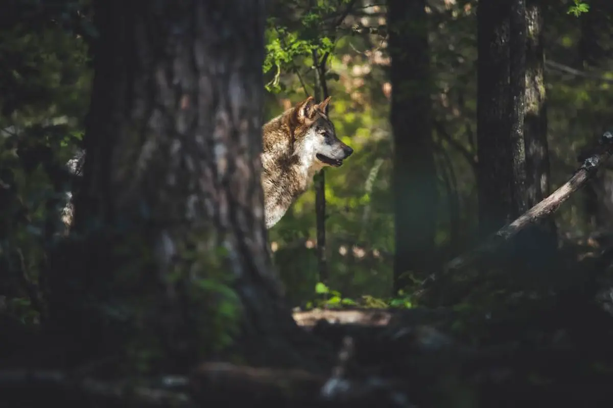 Nocturnes Loups