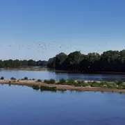 Nocturnes sur Loire : oiseaux de Loire