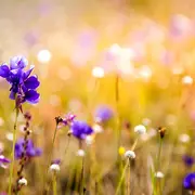 Nocturnes sur Loire : plantes