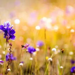 Nocturnes sur Loire : plantes