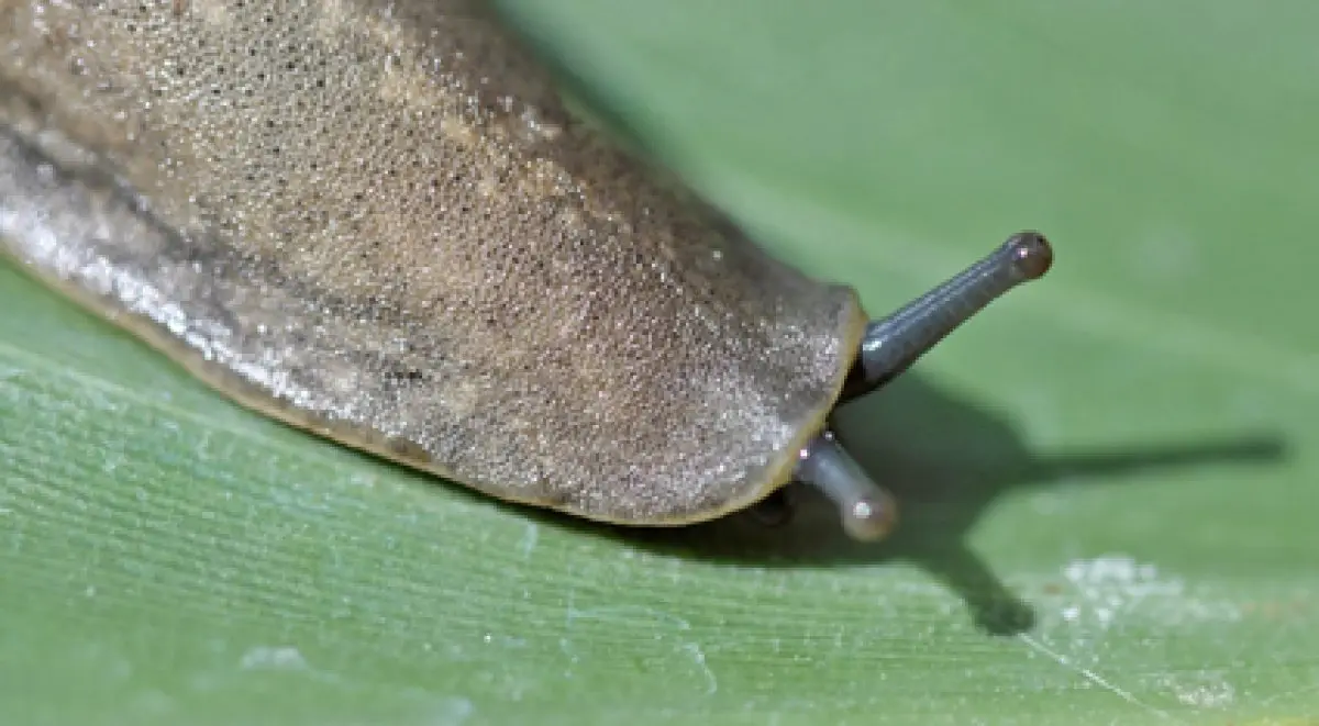 Nos jardins, nouveaux sanctuaires de la diversité