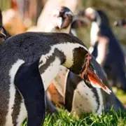 Nourrir les manchots au parc Parrot World (77)