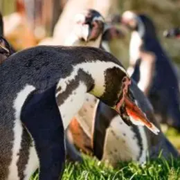 Nourrir les manchots au parc Parrot World (77)