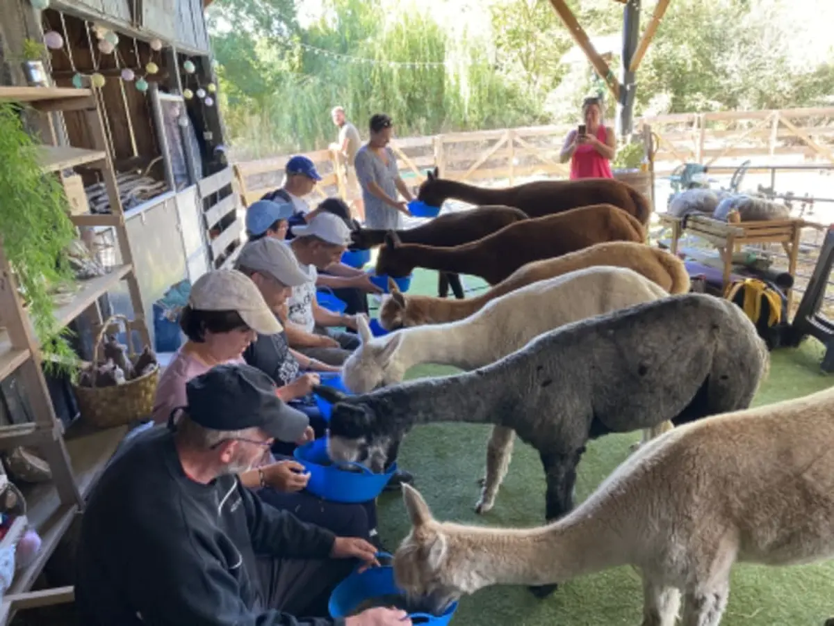 Nourrissage des Alpagas à Argentonnay (79)