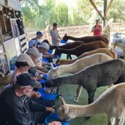 Nourrissage des Alpagas à Argentonnay (79)