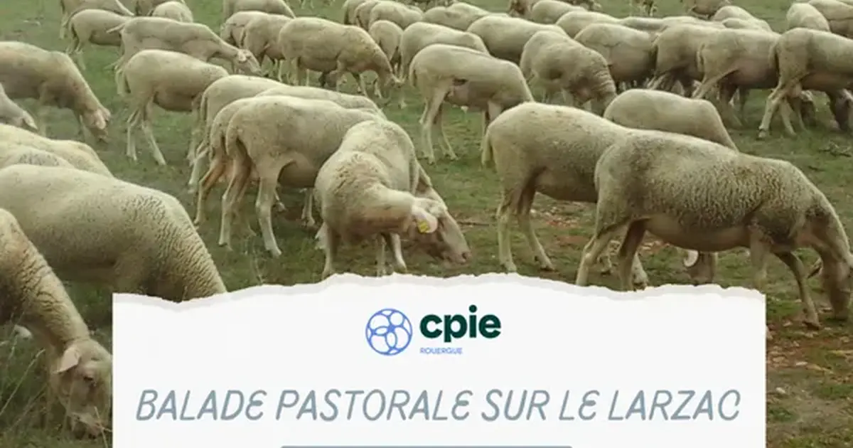 Nouveauté 2026 - " Balade pastorale sur le Larzac " avec le CPIE