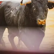 Novillada des Fêtes