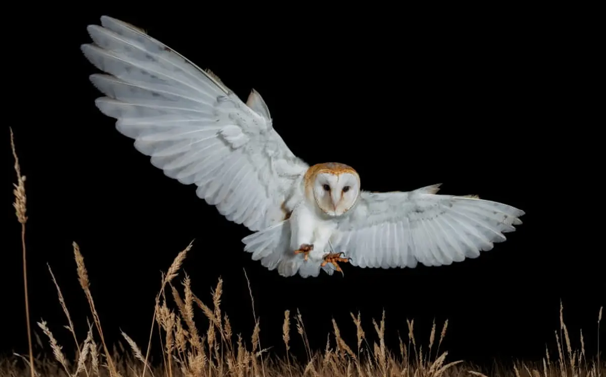 Nuit d'observation des chouettes