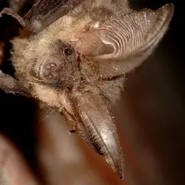 Nuit de la chauve-souris