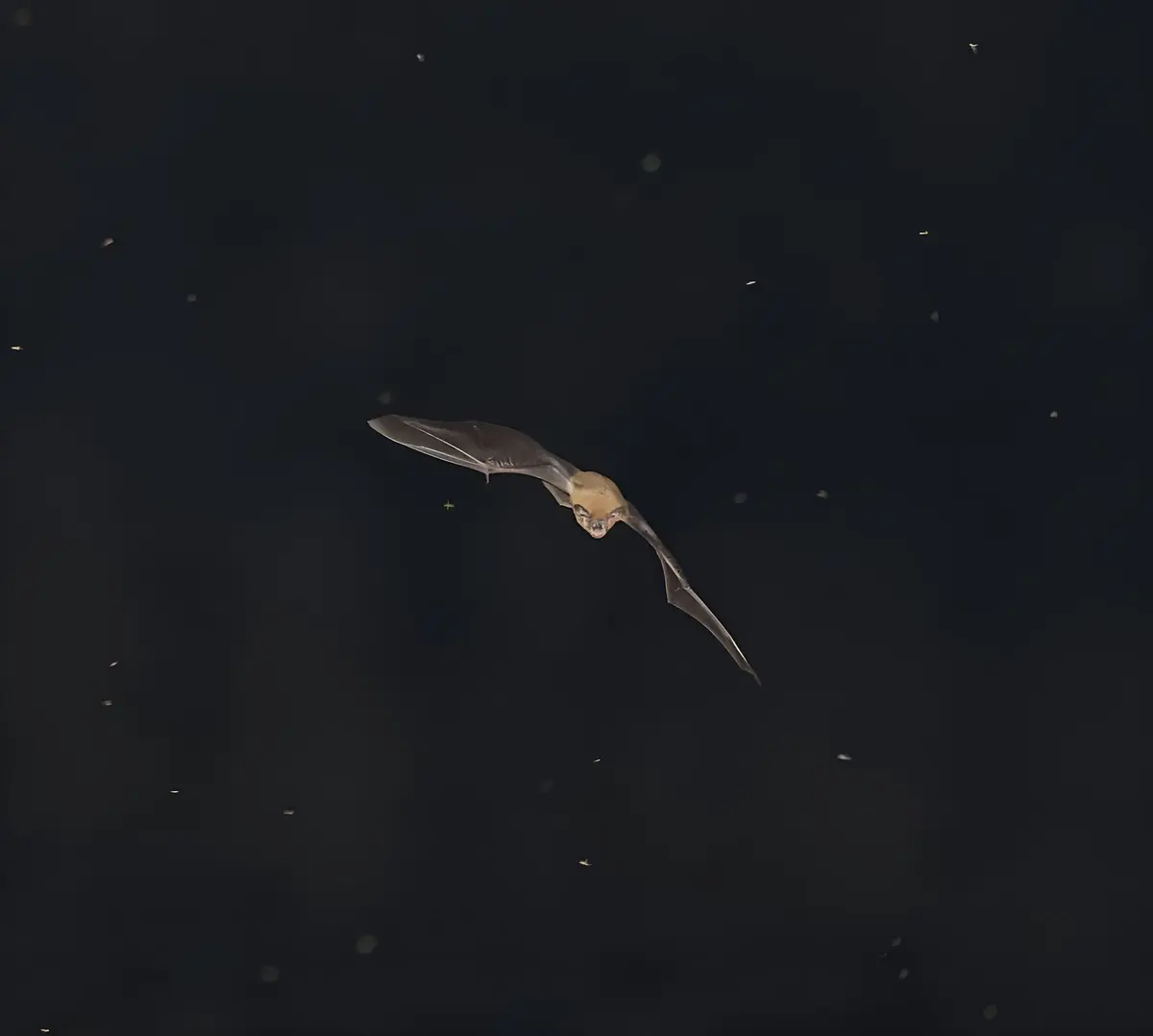 Nuit de la Chauve-souris