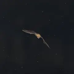 Nuit de la Chauve-souris