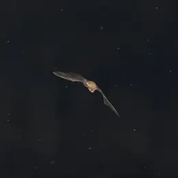 Nuit de la Chauve-souris