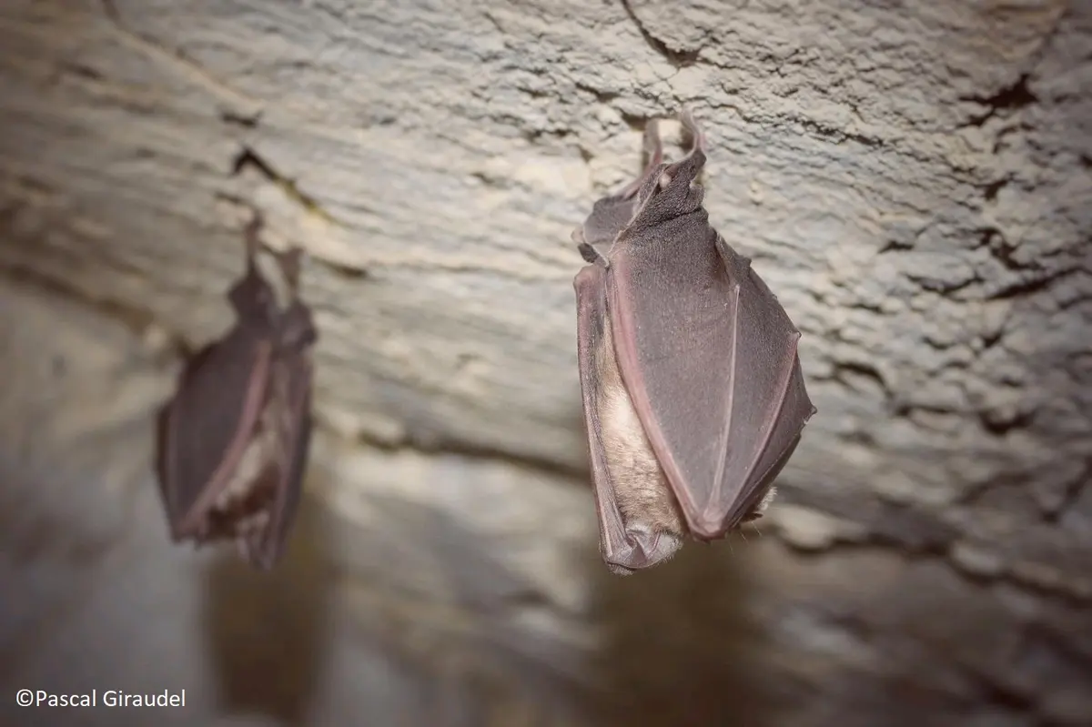 Nuit De La Chauve Souris